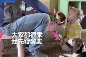 萌萌嗒小狗助教，原来训练小朋友也可以这么有爱图片