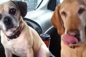 主人带来狗狗最爱吃的冰淇淋，结果大狗的一个举动，小狗快哭了图片