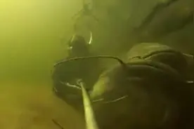 男子河里潜水，拍摄到的大鱼从身边游过，就不怕它们咬你吗图片