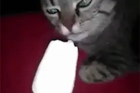 给喵星人喂了口冰淇淋，突然就翻白眼不动了，吓得我赶紧丢掉图片