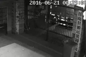 莒南县发现一条会飞并瞬间长大的蛇图片