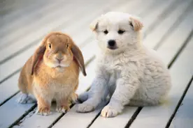 兔子竟如此强悍！我家的这只泰迪狗竟被兔子欺负的这么惨图片