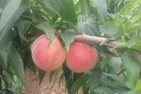 （每日一农场）走进徐州大沙河果园基地，可不是赏桃花了图片