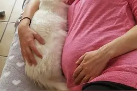 猫咪24小时陪伴怀孕主人，宝宝出生后，猫咪还这么做，温馨感人图片