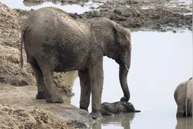 贪玩小象被困沼泽，大象妈妈奋力营救被困小象宝宝！图片
