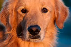 金毛寻回犬 Golden Retriever图片