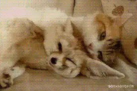 猫咪跪舔狐狸，这才是真爱吗，超越了种族的界限图片