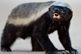 对撕狮虎豹 口吞大毒蛇——开了挂的蜜獾图片