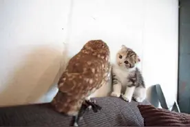 奶猫和猫头鹰同框，你侬我侬的场面甚是和谐图片