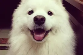 成长记-逗比又可爱，微笑天使萨摩耶图片