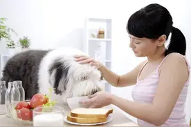 狗狗的饮食非常重要，有些东西最好不要给狗狗吃会使狗狗生病的图片