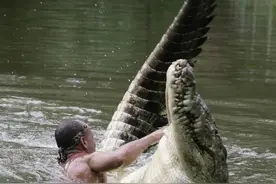 老外竟然养鳄鱼当宠物图片