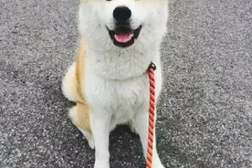 萌宠搞笑图第315：天生不用卖萌就可以很萌的秋田犬，你喜欢吗图片