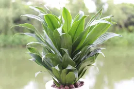 这种植物叫“太阳神”，其实就是朱蕉的一种图片