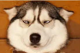 主人晚回家，哈士奇大骂：都TM12点多才回来！有本事别回家啊图片