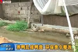 邻居养殖鸭粪乱排 是误会还是故意为之图片