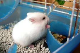 仓鼠看着很可爱？当看到它逃离笼子的动作后，绝对会让你震惊！图片