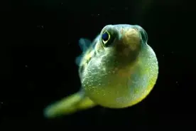 18种工具鱼，水族箱的清污好帮手图片