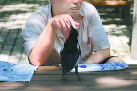 喜鹊酷爱抽烟还经常抢烟抽 听到音乐还能翩翩起舞图片