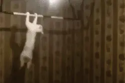 玩单杠的喵星人，以后你们将会统治世界！图片