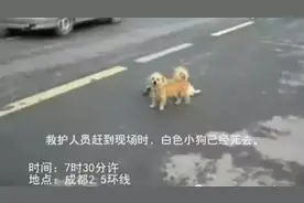 妻子遭遇车祸无人理，狗狗现场不离不弃，场景令人动容图片
