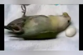 鹦鹉难产！主人找医生帮其接生，成功生下一枚小蛋！图片