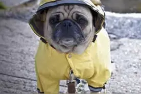 在下雨天遛狗有什么注意事项，了解这些才可以更好的保护狗狗图片