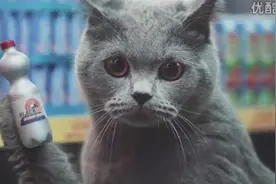 猫咪购物狂萌萌哒图片
