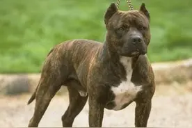 世界凶猛斗犬Top3图片