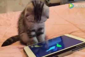 喵星人最爱的5款APP，铲屎官必备图片