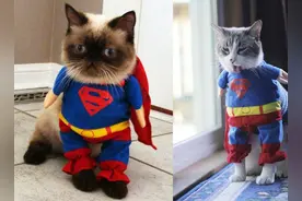 喵星人模仿秀正式来袭图片