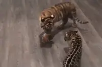 我顶你个肺，有本事单挑！图片