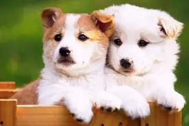 ​情侣狗狗现耍恩爱，齐上演今天我们在一起的大戏，羡煞旁人图片