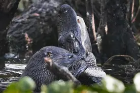 脱离父母庇佑的鳄鱼幼崽，岸边狩猎时被水獭盯上图片