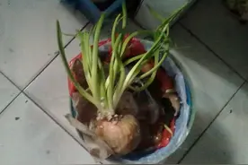 厨房垃圾桶应该如何收纳?图片