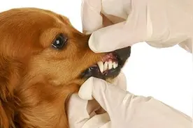 狗狗换牙期间需要注意的几点，让你的狗狗顺利长出健康的牙齿图片