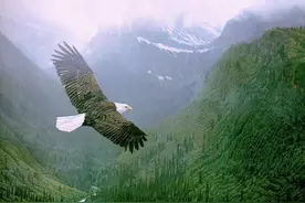 鹰的重生，百看不厌图片