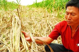 你知道除草剂产生的药害是由哪些因素引起的吗？图片