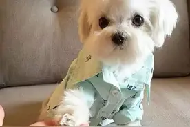 马尔济斯、西高地白梗、西施、约克夏，还傻傻分不清楚？图片