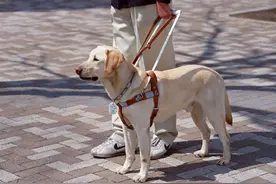 遇见导盲犬五不做图片