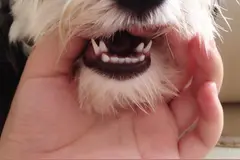 狗狗在换牙期的时候没有注意，结果长了两排牙齿可怎么办？图片