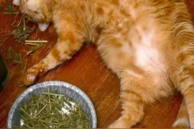 猫薄荷到底有何神奇？听说喵咪遇到就会变成瘾君子图片