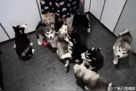 进军的哈士奇--主人就在里面，冲啊图片