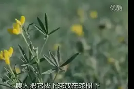 这首歌脍炙人口，这部电影更是感动过无数人图片