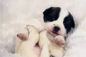 狗狗疝气怎么办？图片