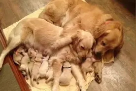 成为“赛级犬”的必备条件图片