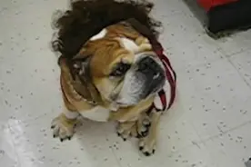 狗狗各式的穿衣风格，太潮了