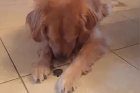 金毛闻了闻小乌龟：壳太臭，不吃