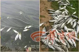 南郑陈村水库现大面积死鱼浮尸水面发出腐臭图片