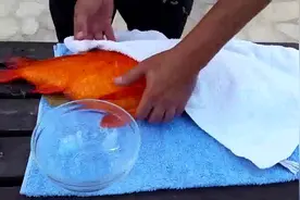 大锦鲤人工取出鱼卵全过程，长见识了，原来需要这样视频封面